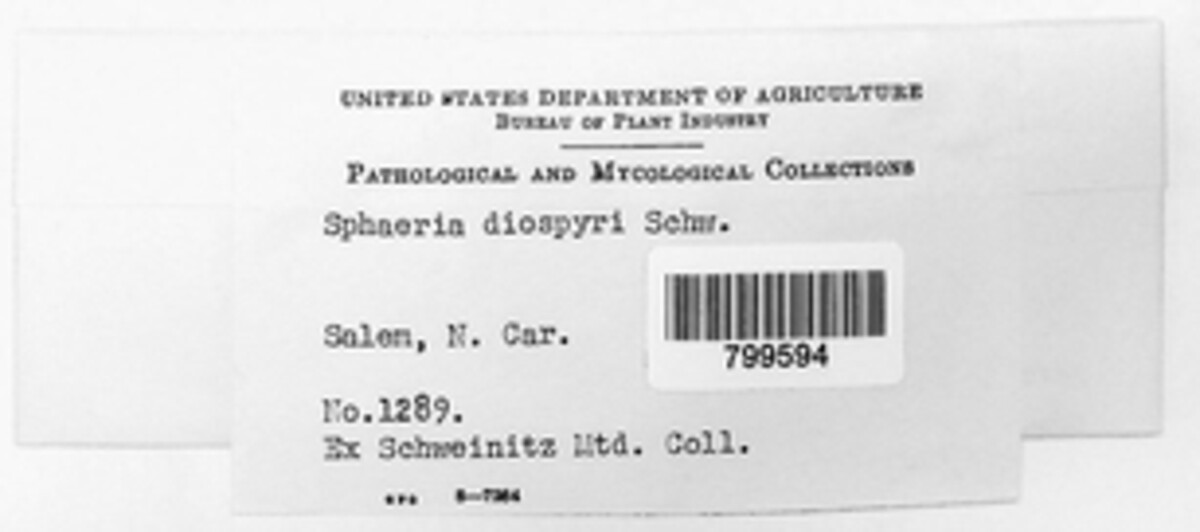 Diplodia diospyri image